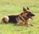 Adestramento de cães em Anápolis