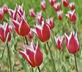 Floricultura em Anápolis